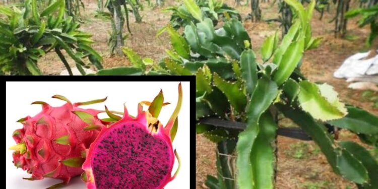 ಪುತ್ತೂರಿನ ‘ಆಕಾಶ್ ನರ್ಸರಿ’ಯಲ್ಲಿ ಸಿಗಲಿದೆ ಆರೋಗ್ಯವರ್ಧಕ ‘ಡ್ರಾಗನ್ ಫ್ರೂಟ್’ ನ ವಿಶೇಷ ತಳಿ