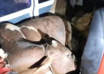 ಸುಳ್ಯ: ಓಮ್ನಿ ಕಾರಿನಲ್ಲಿ ಗೋ ಸಾಗಾಟ:; ಕಾರನ್ನು ಅಡ್ಡಗಟ್ಟಿ ಓರ್ವನನ್ನು ವಶಕ್ಕೆ ಪಡೆದ ಪೊಲೀಸರು