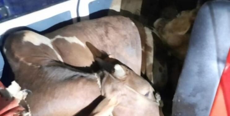 ಸುಳ್ಯ: ಓಮ್ನಿ ಕಾರಿನಲ್ಲಿ ಗೋ ಸಾಗಾಟ:; ಕಾರನ್ನು ಅಡ್ಡಗಟ್ಟಿ ಓರ್ವನನ್ನು ವಶಕ್ಕೆ ಪಡೆದ ಪೊಲೀಸರು