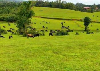 ಗೋಶಾಲೆಗೆ ಕೊಯಿಲದಲ್ಲಿ 98 ಎಕರೆ ಪ್ರದೇಶ ಗುರುತು:; ಅ.1ರಂದು ಸ್ಥಳ ಪರಿಶೀಲನೆ- ಎಸ್.ಅಂಗಾರ