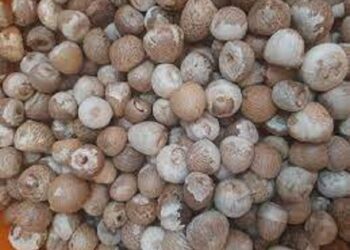 ಮತ್ತೆ ಏರಿಕೆಯತ್ತ‌ ಅಡಿಕೆ ಧಾರಣೆ:; ಗಣೇಶ ಚತುರ್ಥಿ ಬಳಿಕ ಮತ್ತಷ್ಟು ಏರುವ ನಿರೀಕ್ಷೆ