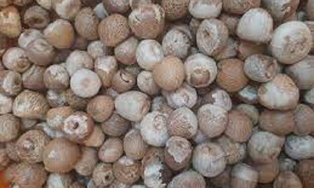 ಮತ್ತೆ ಏರಿಕೆಯತ್ತ ಅಡಿಕೆ ಧಾರಣೆ:; ಗಣೇಶ ಚತುರ್ಥಿ ಬಳಿಕ ಮತ್ತಷ್ಟು ಏರುವ ನಿರೀಕ್ಷೆ