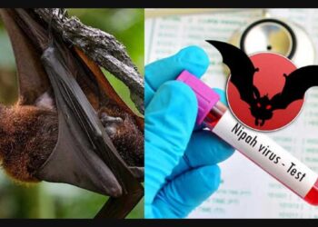 ಮಂಗಳೂರು: ನಿಫಾ ವೈರಸ್ ತಗುಲಿರುವ ಶಂಕೆ..! ಕಾರವಾರ ಮೂಲದ ವ್ಯಕ್ತಿಯ ರಕ್ತದ ಮಾದರಿ ಪರೀಕ್ಷೆಗೆ ರವಾನೆ