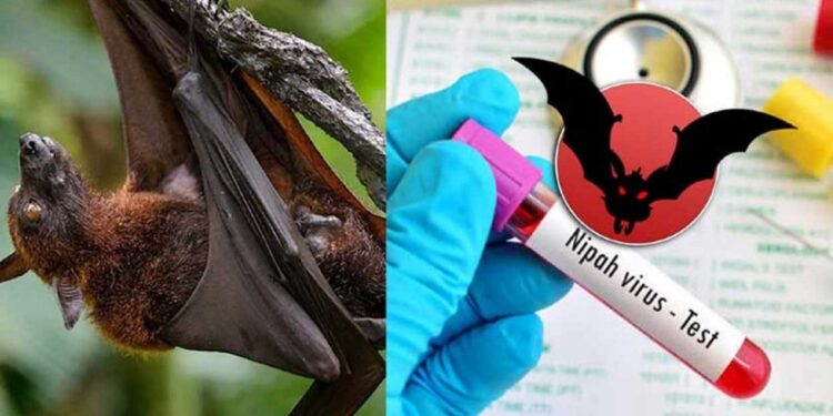 ಮಂಗಳೂರು: ನಿಫಾ ವೈರಸ್ ತಗುಲಿರುವ ಶಂಕೆ..! ಕಾರವಾರ ಮೂಲದ ವ್ಯಕ್ತಿಯ ರಕ್ತದ ಮಾದರಿ ಪರೀಕ್ಷೆಗೆ ರವಾನೆ