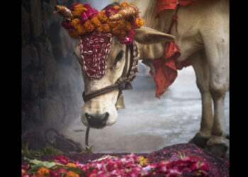 ದೀಪಾವಳಿಯಂದು ಎಲ್ಲ ದೇವಾಲಯಗಳಲ್ಲಿ ಗೋಪೂಜೆ ನಡೆಸಲು ಸರ್ಕಾರ ಆದೇಶ