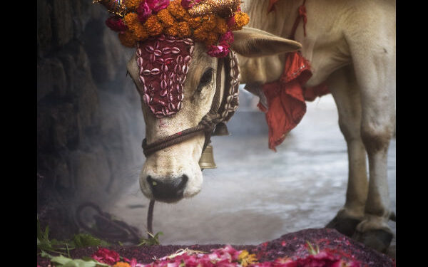 ದೀಪಾವಳಿಯಂದು ಎಲ್ಲ ದೇವಾಲಯಗಳಲ್ಲಿ ಗೋಪೂಜೆ ನಡೆಸಲು ಸರ್ಕಾರ ಆದೇಶ