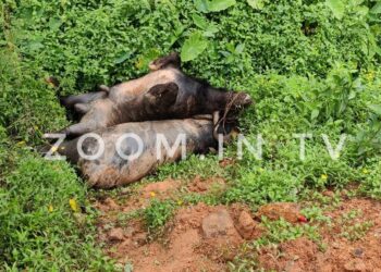 ಉಪ್ಪಿನಂಗಡಿ: ರಸ್ತೆ ಬದಿ ಸತ್ತ ಕೋಣಗಳ ಮೃತದೇಹ ಪತ್ತೆ..!! ಆರೋಪಿಗಳ ಶೀಘ್ರ ಪತ್ತೆಗೆ ಹಿಂ.ಜಾ.ವೇ. ಆಗ್ರಹ