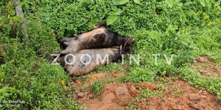 ಉಪ್ಪಿನಂಗಡಿ: ರಸ್ತೆ ಬದಿ ಸತ್ತ ಕೋಣಗಳ ಮೃತದೇಹ ಪತ್ತೆ..!!  ಆರೋಪಿಗಳ ಶೀಘ್ರ ಪತ್ತೆಗೆ ಹಿಂ.ಜಾ.ವೇ. ಆಗ್ರಹ