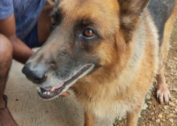 ಸಾಮೆತ್ತಡ್ಕ: ನಾಯಿಯೊಂದು ಸಿಕ್ಕಿದೆ..! ವಾರಿಸುದಾರರು ಸಂಪರ್ಕಿಸಿ