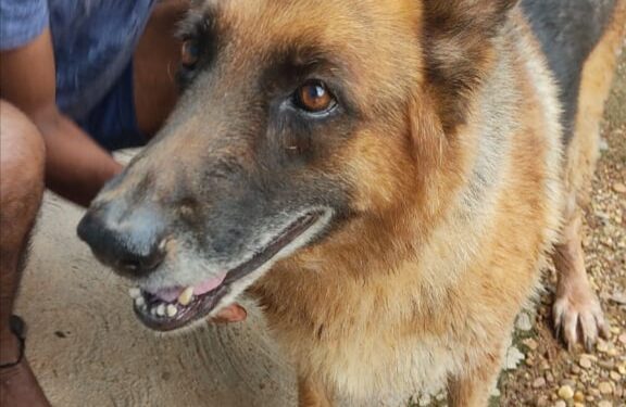 ಸಾಮೆತ್ತಡ್ಕ: ನಾಯಿಯೊಂದು ಸಿಕ್ಕಿದೆ..! ವಾರಿಸುದಾರರು ಸಂಪರ್ಕಿಸಿ