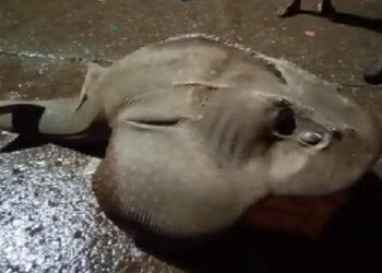 ಮಲ್ಪೆ: ಮೀನುಗಾರನ ಬಲೆಗೆ ಬಿದ್ದ ಅಪರೂಪದ ‘ಹೆಲಿಕಾಪ್ಟರ್ ಫಿಶ್’