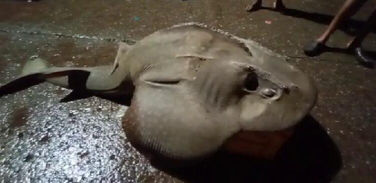 ಮಲ್ಪೆ: ಮೀನುಗಾರನ ಬಲೆಗೆ ಬಿದ್ದ ಅಪರೂಪದ ‘ಹೆಲಿಕಾಪ್ಟರ್ ಫಿಶ್’