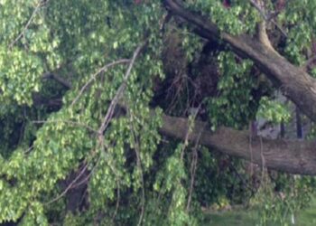 ಬೆಳ್ತಂಗಡಿ: ಜೀವಕ್ಕೆ ಮುಳುವಾಯಿತು ಮನೆಯ ಅಂಗಳದಲ್ಲಿ ನೆಟ್ಟು ಬೆಳೆಸಿದ ಮರ..!!