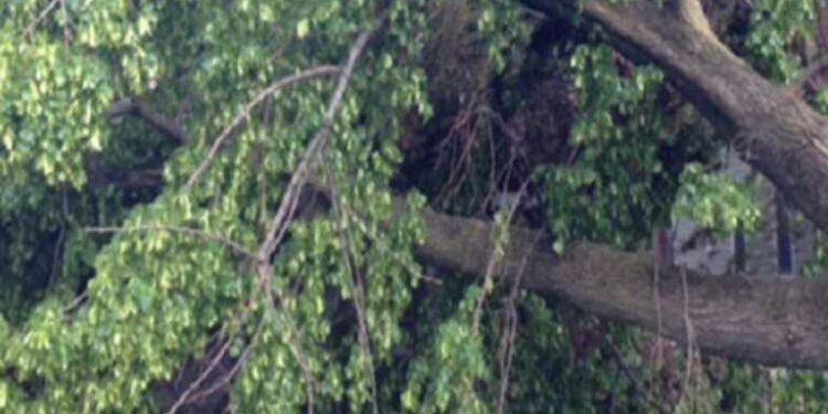 ಬೆಳ್ತಂಗಡಿ: ಜೀವಕ್ಕೆ ಮುಳುವಾಯಿತು ಮನೆಯ ಅಂಗಳದಲ್ಲಿ ನೆಟ್ಟು ಬೆಳೆಸಿದ ಮರ..!!