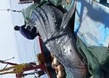 ಮಂಗಳೂರು: ಆಳ ಸಮುದ್ರದಲ್ಲಿ ‌ಮೀನುಗಾರರ ಬಲೆಗೆ ಬಿದ್ದ ಶಾರ್ಕ್ ಜಾತಿಯ ‘ನಿಸೆಡಿಟ್ ಮೀನು’