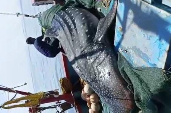 ಮಂಗಳೂರು: ಆಳ ಸಮುದ್ರದಲ್ಲಿ ಮೀನುಗಾರರ ಬಲೆಗೆ ಬಿದ್ದ ಶಾರ್ಕ್ ಜಾತಿಯ ‘ನಿಸೆಡಿಟ್ ಮೀನು’