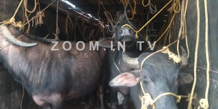 ಪಡುಬಿದ್ರೆ: ಅಕ್ರಮವಾಗಿ ಸಾಗಿಸುತ್ತಿದ್ದ ಜಾನುವಾರುಗಳ ರಕ್ಷಣೆ:; ಬಜರಂಗದಳ ಕಾರ್ಯಕರ್ತರಿಂದ ಕಾರ್ಯಾಚರಣೆ