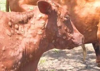 ಗೋವುಗಳಿಗೆ ಚರ್ಮ ಗಂಟು ರೋಗ..!! ಹೈನುಗಾರರಿಗೆ ಆತಂಕ