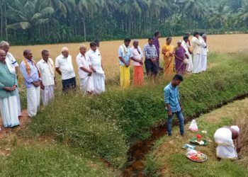 ಕೊಕ್ಕಡ: ದೇವರ ಗದ್ದೆಯಲ್ಲಿ  ತೆನೆ ಪೂಜೆ, ಭತ್ತ ಕಟಾವು