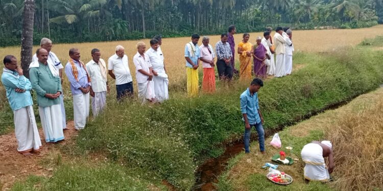 ಕೊಕ್ಕಡ: ದೇವರ ಗದ್ದೆಯಲ್ಲಿ  ತೆನೆ ಪೂಜೆ, ಭತ್ತ ಕಟಾವು