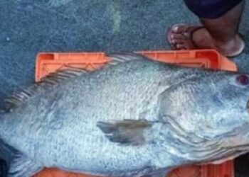 ಬರೋಬ್ಬರಿ 1.80 ಲಕ್ಷ ರೂ.ಗೆ ಮಾರಾಟವಾಯ್ತು ಮಧುಮೇಹ, ಅಸ್ತಮಕ್ಕೆ ರಾಮಬಾಣವಾಗಿರುವ “ಸ್ಪೆಷಲ್ ಫಿಶ್”..!!