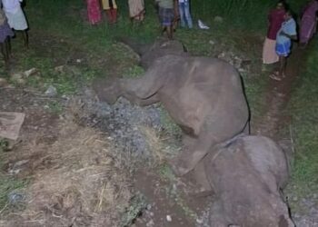 ಮಂಗಳೂರು-ಚೆನ್ನೈ ಎಕ್ಸ್‌ಪ್ರೆಸ್‌ ರೈಲು ಡಿಕ್ಕಿ: ತಾಯಿ ಹಾಗೂ 2 ಮರಿಯಾನೆ ಸಾವು..!!