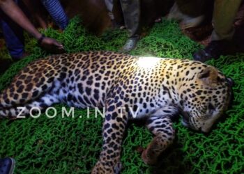 ವಿಟ್ಲ : ಆಪರೇಷನ್ ಚೀತಾ ಯಶಸ್ವಿ.!!!