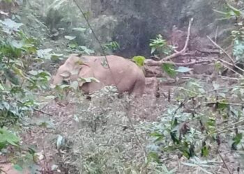 ಕೊಂಬಾರು: ಹಾಡುಹಗಲೇ ತೋಟಕ್ಕೆ ಕಾಡಾನೆ ದಾಳಿ..!!