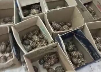 ಅಳಿವಿನಂಚಿನಲ್ಲಿರುವ ನಕ್ಷತ್ರ ಆಮೆ ಮಾರಾಟ ಯತ್ನ:;ಆರೋಪಿ ಅರೆಸ್ಟ್: 401 ಆಮೆ ವಶ