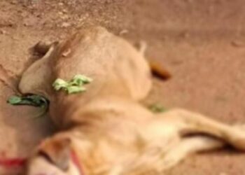 ಕಡಬ: ಬಾಲಕನಿಗೆ ಹುಚ್ಚುನಾಯಿ ಕಡಿತ, ಆಸ್ಪತ್ರೆಗೆ ದಾಖಲು:; ಆಕ್ರೋಶದಲ್ಲಿ ನಾಯಿಯನ್ನು ಹೊಡೆದು ಕೊಂದ ಸಾರ್ವಜನಿಕರು..!!