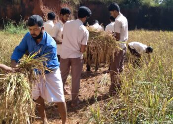 ವಿವೇಕಾನಂದ ಪದವಿಪೂರ್ವ ಕಾಲೇಜಿನಲ್ಲಿ ಭತ್ತ ಕಟಾವು ಕಾರ್ಯಕ್ರಮ