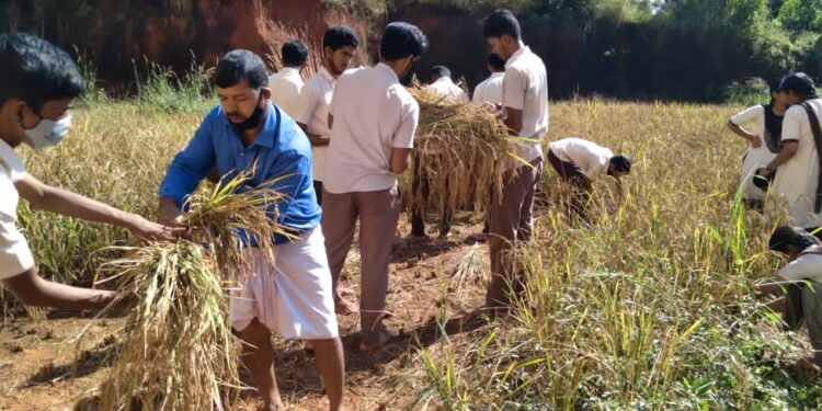 ವಿವೇಕಾನಂದ ಪದವಿಪೂರ್ವ ಕಾಲೇಜಿನಲ್ಲಿ ಭತ್ತ ಕಟಾವು ಕಾರ್ಯಕ್ರಮ