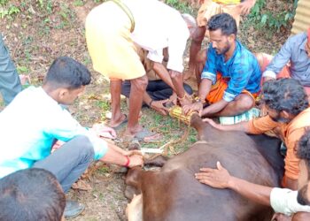 ಶಾಂತಿಮೊಗರು: ಅಪಘಾತದಿಂದ ಗಾಯಗೊಂಡ ಹಸುವನ್ನು ರಕ್ಷಣೆ ಮಾಡಿ ಚಿಕಿತ್ಸೆ ನೀಡಿದ “ಹಿಂ.ಜಾ.ವೇ.ಮತ್ತು ಬಜರಂಗದಳ ಕಾರ್ಯಕರ್ತರು”