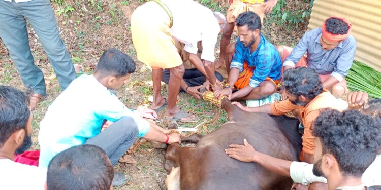 ಶಾಂತಿಮೊಗರು: ಅಪಘಾತದಿಂದ ಗಾಯಗೊಂಡ ಹಸುವನ್ನು ರಕ್ಷಣೆ ಮಾಡಿ ಚಿಕಿತ್ಸೆ ನೀಡಿದ “ಹಿಂ.ಜಾ.ವೇ.ಮತ್ತು ಬಜರಂಗದಳ ಕಾರ್ಯಕರ್ತರು”