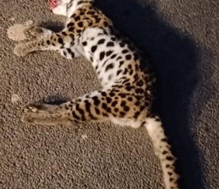 ಕಡಬ: ವಾಹನದಡಿಗೆ ಬಿದ್ದು ಚಿರತೆ ಮರಿ ಸಾವು..!!