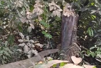 ಗುಂಡ್ಯ: ಕಾರಿನ ಮೇಲೆ ಮರ ಬಿದ್ದು ಚಾಲಕ ಮೃತಪಟ್ಟ ಜಾಗದಲ್ಲೇ ಮತ್ತೊಂದು ದುರಂತ: ಬೈಕ್‌ನ ಮೇಲೆ  ಮರ ಬಿದ್ದು, ಸವಾರನಿಗೆ ಗಾಯ..!!