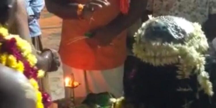 “ಹುಚ್ಚಾಟ ಆಡಿದಾತನ್ನು ಒಂದು ತಿಂಗಳೊಳಗೆ ಹುಚ್ಚು ಹಿಡಿಸಿ ಬೀದಿಯಲ್ಲಿ ಕುಣಿಸುವೆ” ಅತ್ತಾವರದಲ್ಲಿ ಕೊರಗಜ್ಜ ದೈವದ ನುಡಿ..!!