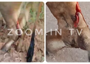 ಅಡ್ಯನಡ್ಕ: ಸಾಕು ದನದ ಕಾಲು ಕಡಿದ ದುಷ್ಕರ್ಮಿಗಳು..!!