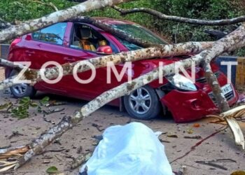 ಗುಂಡ್ಯ:  ಹೆದ್ದಾರಿ ಬದಿ ನಿಲ್ಲಿಸಿದ್ದ ಕಾರಿನ ಮೇಲೆ ಬಿದ್ದ ಮರ, ಚಾಲಕ ಸಾವು…!!