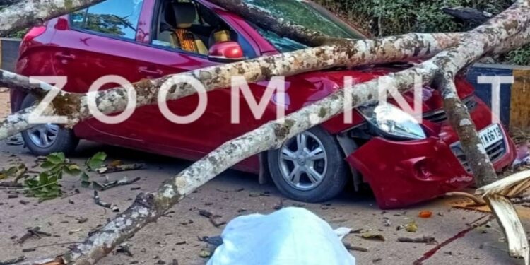 ಗುಂಡ್ಯ:  ಹೆದ್ದಾರಿ ಬದಿ ನಿಲ್ಲಿಸಿದ್ದ ಕಾರಿನ ಮೇಲೆ ಬಿದ್ದ ಮರ, ಚಾಲಕ ಸಾವು…!!