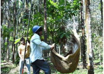 ಕೂಲಿಯಾಳುಗಳ ಅಭಾವ:; ಅಡಿಕೆ ಕೃಷಿಕರಿಗೆ ವರದಾನ ಆಗಲಿರುವ ಗೋಣಿಗೊನೆ ಪದ್ಧತಿ.!!