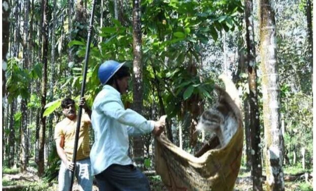 ಕೂಲಿಯಾಳುಗಳ ಅಭಾವ:; ಅಡಿಕೆ ಕೃಷಿಕರಿಗೆ ವರದಾನ ಆಗಲಿರುವ ಗೋಣಿಗೊನೆ ಪದ್ಧತಿ.!!