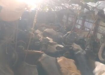 ಸಂಪಾಜೆ: ಲಾರಿಯಲ್ಲಿ ಅಕ್ರಮ ಗೋ ಸಾಗಾಟ: 25 ಕ್ಕೂ ಹೆಚ್ಚು ದನಗಳ ರಕ್ಷಣೆ