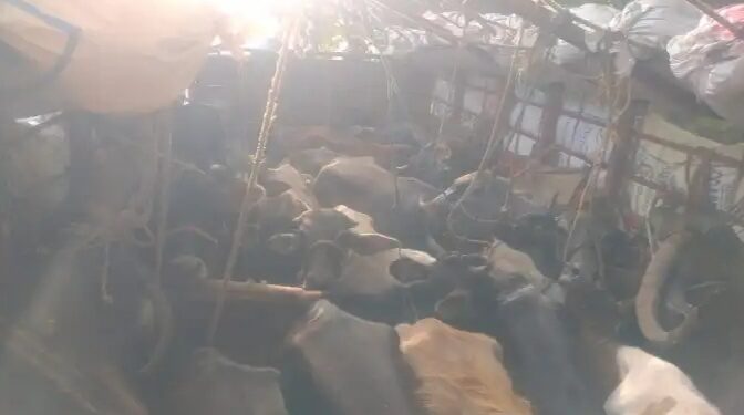 ಸಂಪಾಜೆ: ಲಾರಿಯಲ್ಲಿ ಅಕ್ರಮ ಗೋ ಸಾಗಾಟ: 25 ಕ್ಕೂ ಹೆಚ್ಚು ದನಗಳ ರಕ್ಷಣೆ