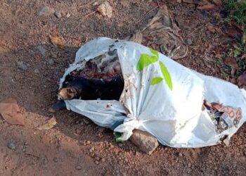 ಮೂಡುಬಿದಿರೆ: ರಸ್ತೆಬದಿ ದನದ ರುಂಡ ಪತ್ತೆ..!!