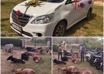 ಉಡುಪಿ: ಮದುವೆ ಕಾರಿನಂತೆ ಸಿಂಗರಿಸಿದ ಇನ್ನೋವಾದ ಹಿಂದಿನ ಗಾಡಿಯಲ್ಲಿ ಅಕ್ರಮ ಗೋಸಾಗಾಟ; ಹಿಂದೂ ಸಂಘಟನೆ ಕಾರ್ಯಕರ್ತರಿಂದ ಗೋವುಗಳ ರಕ್ಷಣೆ