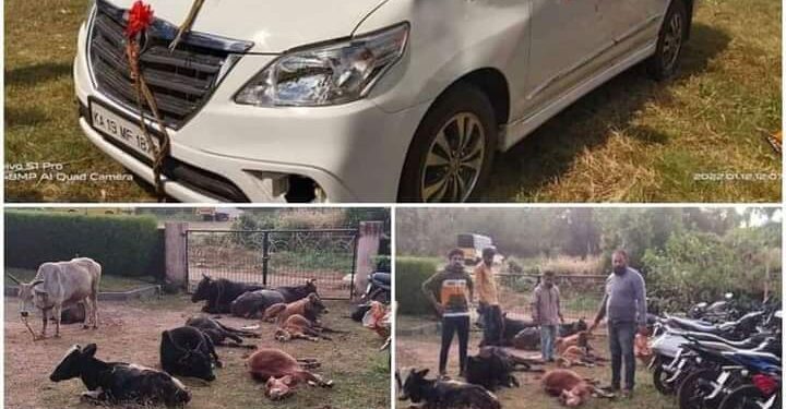 ಉಡುಪಿ: ಮದುವೆ ಕಾರಿನಂತೆ ಸಿಂಗರಿಸಿದ ಇನ್ನೋವಾದ ಹಿಂದಿನ ಗಾಡಿಯಲ್ಲಿ ಅಕ್ರಮ ಗೋಸಾಗಾಟ; ಹಿಂದೂ ಸಂಘಟನೆ ಕಾರ್ಯಕರ್ತರಿಂದ ಗೋವುಗಳ ರಕ್ಷಣೆ