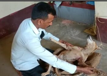 ಅನಂತಾಡಿ: ಸಾಕು ನಾಯಿಯ ಮೇಲೆ ಚಿರತೆ ದಾಳಿ..!!