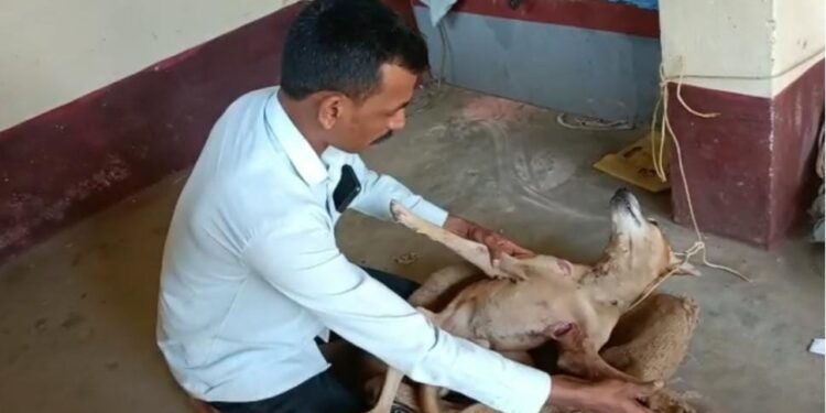 ಅನಂತಾಡಿ: ಸಾಕು ನಾಯಿಯ ಮೇಲೆ ಚಿರತೆ ದಾಳಿ..!!