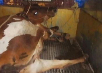 ಬಂಟ್ವಾಳ: ಅಕ್ರಮ ಗೋಸಾಗಾಟ: ದನ ಹಾಗೂ ಪಿಕಪ್ ವಶಕ್ಕೆ..!!